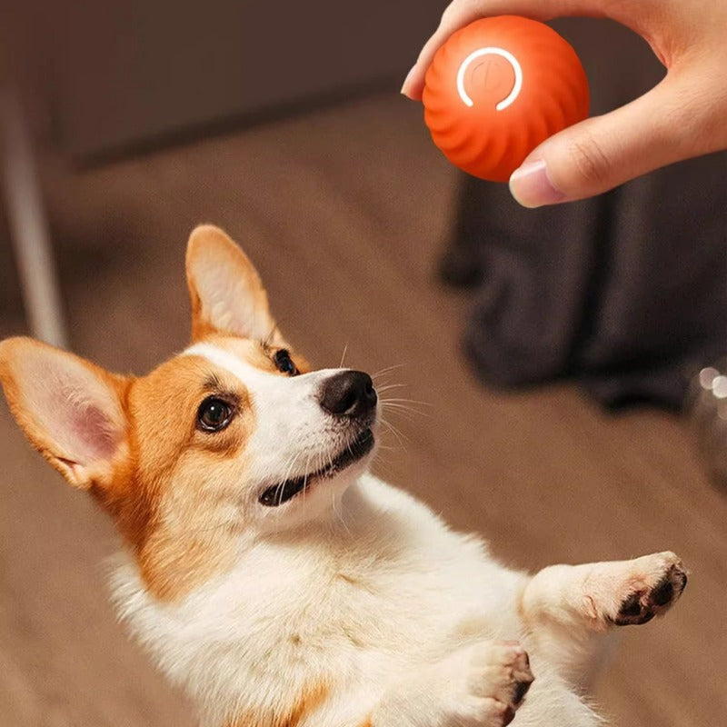 Dog Toys