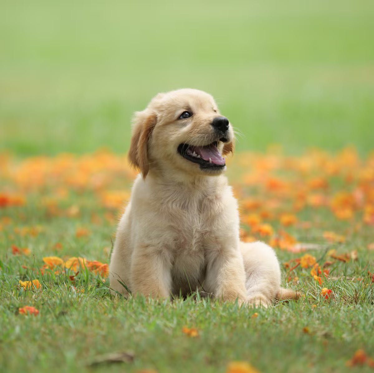 Pet Treats