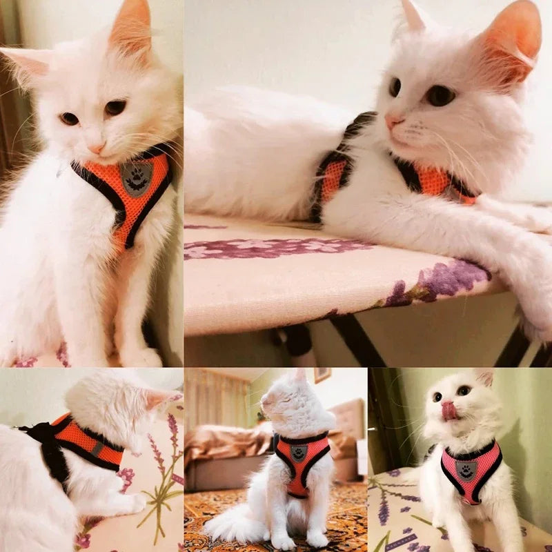 Pawfection Cat Harness