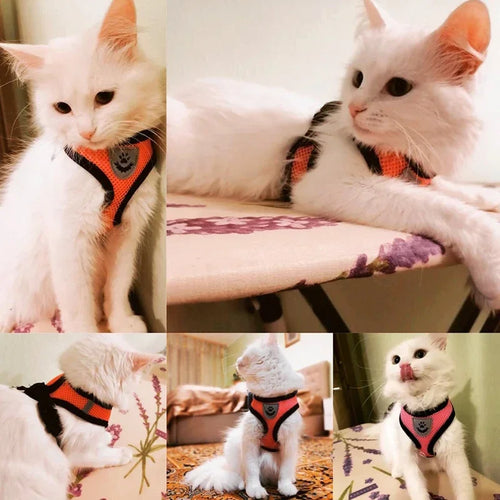 Pawfection Cat Harness