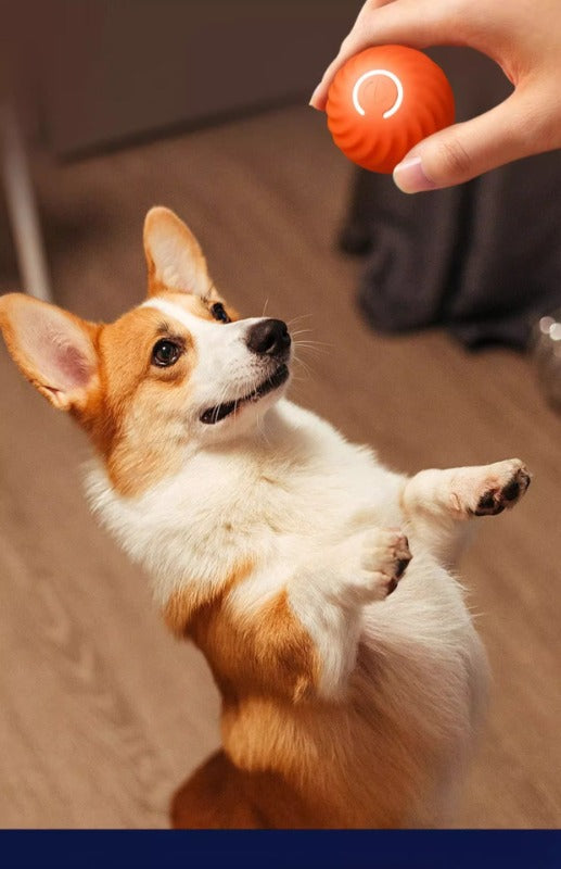 Pawfection Electric Toy Ball